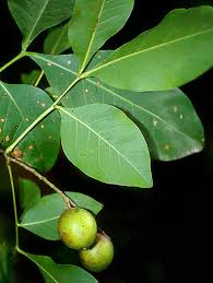 Image result for Melicoccus