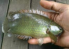 Kali ini saya mau sharing lagi cara meracik umpan yang jitu dan ampuh buat ikan nila babon liar yg susah makan apa aja bahan. Jenis Makanan Ikan Puyu