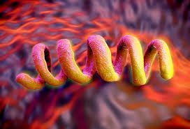 It results in a heterogeneous spectrum of disease with many systems that can potentially be. What Is Syphilis In Women Pictures Symptoms Treatment Signs