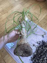 Image result for Beaucarnea recurvata
