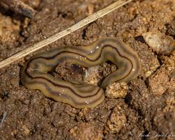 Image result for Hermannia parvula