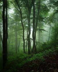 Misty Woods Beautiful Photography Nature Beautiful Nature Beautiful Landscapes