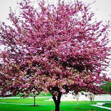 They are easy to care for, requiring very little maintenance aside from watering during the early years, and occasional pruning. Buy Profusion Crab Apple Trees Online The Tree Center