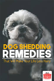 Too Much Dog Hair In Your Life Check Out These Dog Shedding Remedies Everything From Diy Home Remedies For Sh Dog Shedding Remedies Dog Shedding Dog Remedies