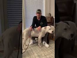 We are on dog #3 now, another great loving dog. Steven Crowder Instagram Livestream 26th February 2019 26 02 2019 Youtube