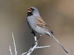 Image result for Spragueanella