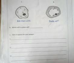 Is it a plant cell or animal cell give reason. Facebook