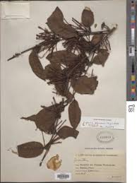 Image result for Englerina