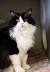 Domestic Long Hair Tuxedo Cat
