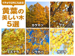 ソメイヨシノも モミジ以外に紅葉が美しくなる木10選 ウェザーニュース