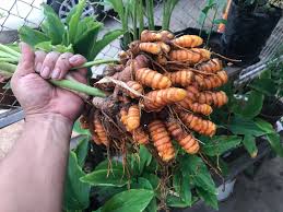Memiliki kebun sendiri di rumah akan memberikan banyak keuntungan. Kebun Dapur Ada 7 Sebab Wajib Anda Mulakan Sekarang