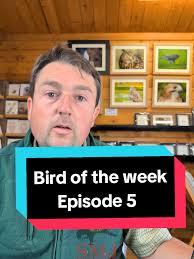 Bird of the week Episode 5!! what have they been up to this week??  #smjfalconry #birdoftheweek #birdsofprey #falconry #birdlover #birds #owl  #smjbirdoftheweek