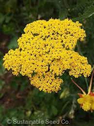 Gold Yarrow Yarrow Flower Perennial Shrubs Drought Tolerant Garden