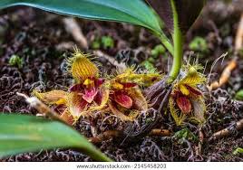 Image result for Bulbophyllum intertextum