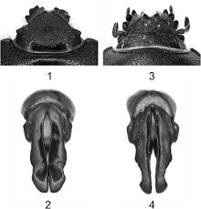 Image result for Pentodon