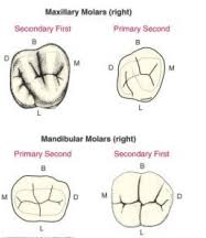 Primary Dentition Flashcards Cram Com