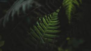 Ferns Plants Green Hd Wallpapers Desktop And Mobile Images Photos Tons of awesome plain green wallpapers to download for free.