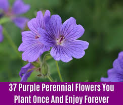Find out which purple perennial blossoms work best for your garden and how to care for them. 37 Purple Perennial Flowers You Plant Once And Enjoy Forever