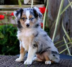 Miniature australian shepherd puppies, miniature american shepherd, breeders, puppies for sale, miniature australian shepherd description: Mini Australian Shepherd Adoption Pasteurinstituteindia Com