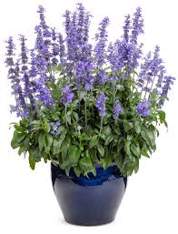 Image result for Salvia farinacea