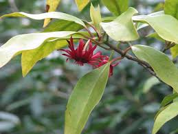 (florida anisetree), species, flowering plants. Illicium Floridanum Anise Tree Florida Anise Tree Mexican Anise Tree North Carolina Extension Gardener Plant Toolbox