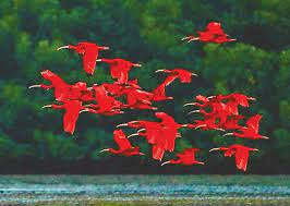 More images for trinidad national bird » Ecoamericas Latin American Environmental News Coverage