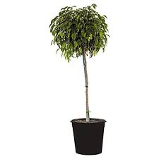 Image result for Ficus variifolia