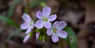 Maybe you would like to learn more about one of these? What S Blooming Wildflower Bingo Carmel Clay Parks Recreation
