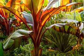 Image result for Ensete ventricosum