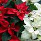 BOA Poinsettia Conference event image