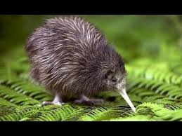 Cathy friend qsm, the first woman to receive an nzrl life membership sadly passed away on tuesday, june 29. Kiwi New Zealand Endemic Bird Youtube