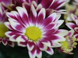 Image result for Chrysanthellum indicum