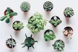 This is a very variable taxon that has several forms. 10 Types Of Succulents You Need To Know Trendy And Colorful Succulents