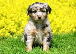sal australian shepherd mini puppy