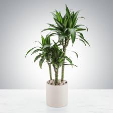 Image result for Dracaena laxissima