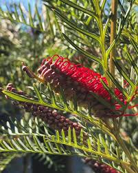 What kind of soil does a grevillea need? Grevillea Red Hooks Goingoff Instocknow Wegrowit Justforyou Floragrubbgardens Comegetyours