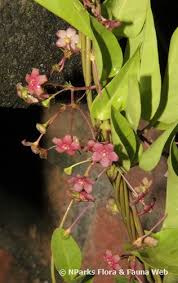 Image result for Vincetoxicum heterophyllum