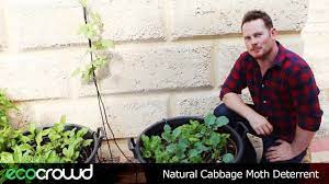 Check out our moth repellent selection for the very best in unique or custom, handmade pieces from our home & living shops. Natural Cabbage Moth Deterrent Youtube