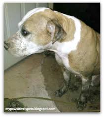 Saturday Photohunt Daub Pets Dogs Animals