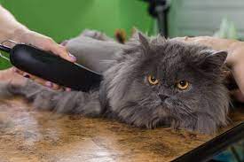 Use a bristle or rubber brush to help detangle any interwoven fur. How To Shave A Long Haired Cat