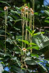 Image result for Xysmalobium holubii