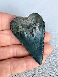 Stunning great white fossil shark tooth. Lot Art Fossil Great White Shark Tooth Carcharodon Carcharias
