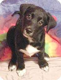Labrador retriever puppies that have been given up for adoption may have hidden problems. Cincinnati Oh Labrador Retriever Mix Meet Mittens A Puppy For Adoption Puppy Adoption Labrador Retriever Mix Pet Adoption