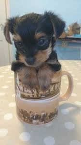 Browse thru our id verified puppy for sale listings to find your perfect puppy in your area. Litter Of 2 Yorkie Poo Puppies For Sale In Indianapolis In Adn 24638 On Puppyfinder Com Gender Male Age 5 W Yorkie Poo Puppies Yorkie Poo Puppies For Sale