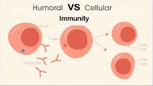 What if we could immunize everyone without the need for them ever getting sick? Humoral Vs Cell Mediated Immunity Technology Networks