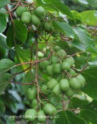This variety has not performed well in pennsylvania. Pin On Gardening By The Bushels