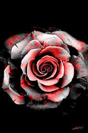Black And Red Rose Tattoo Meaning Painted Rose Purple Rose Tattoos White Rose Tattoos Black And White Rose Tattoo