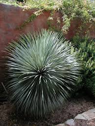 Image result for Dasylirion