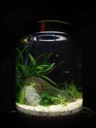 Imgur Fish Tank Terrarium Betta Fish Types Nano Aquarium