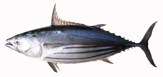 Pengertian akuntansi perpajakan untuk piutang. Mengidentifikasi Jenis Jenis Ikan Tuna Di Lapangan Jenis Jenis Ikan Tuna Dan Jenis Jenis Yang Serupa Tuna Tuna Like Species Pdf Free Download